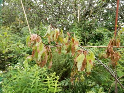 greengage