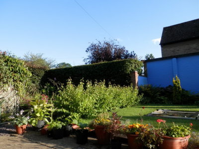 Lovely summer evening in the Robson garden