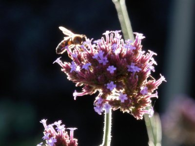 Verbena with backlit bee