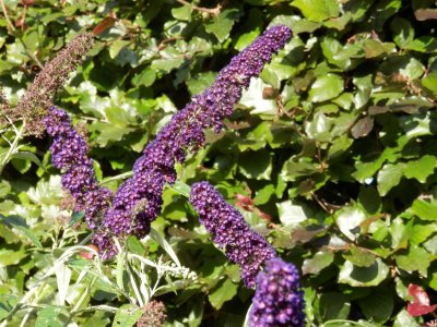 Buddleia