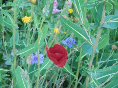 Lovely red poppy