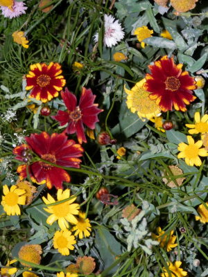 Coreopsis tinctoria with corn marigold