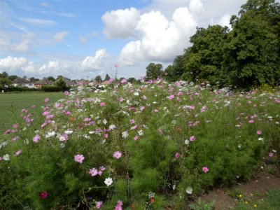 Monday morning poppy bed