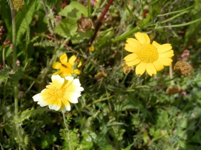 Corn marigolds