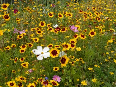 Coreopsis tinctoria aka tickseed