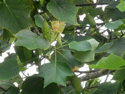 P8041055 Tulip tree blossom