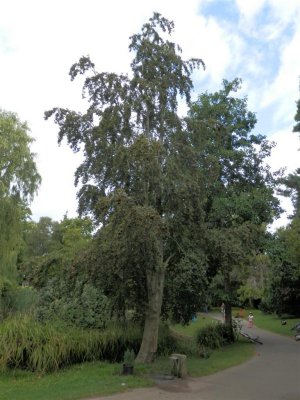 Heavily laden oak