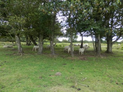 The sheep were already here