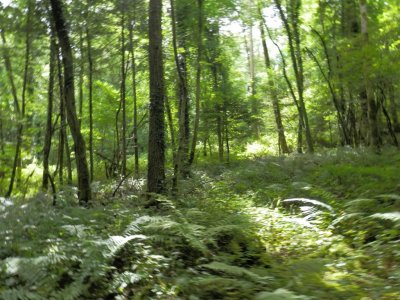 Lots of green
