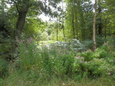More green, with willow herb for variety