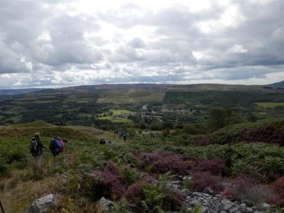 Splendid heather