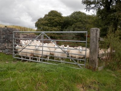 A very crowded pen
