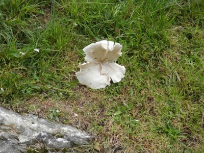Large fallen fungus