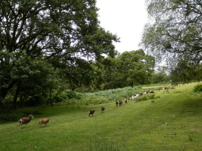 Goats or sheep?