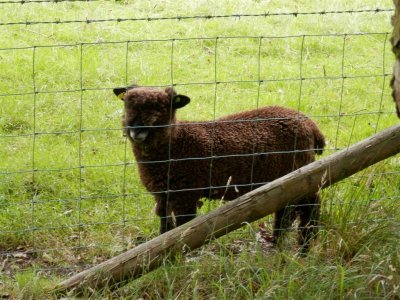Super furry animal