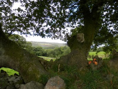 Spot the fungus that looks as bright at orange peel!