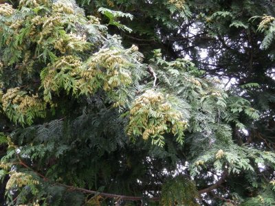 Conifer in Friends garden