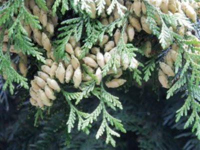 Close up on conifer