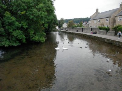 Pair of swans posed for the paparazzi