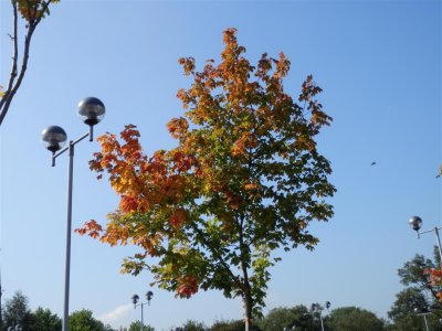 P9160313 (Medium).JPG