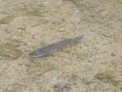 Basking trout