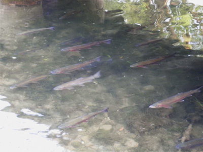 More basking trout