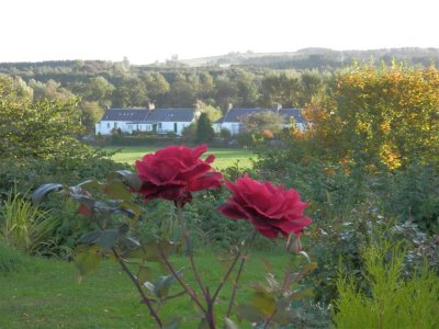 Rose across the valley