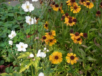 Helenium and anemone - good companions