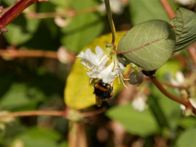 Bee enjoying winter flowering honeysuckle