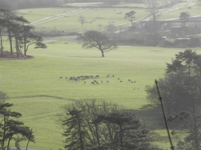 Deer in Margam Park