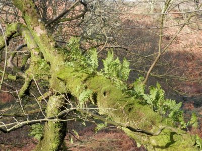 Well established ferns