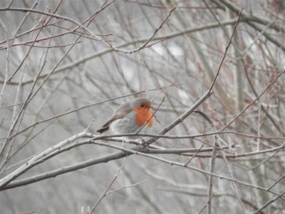 A very friendly robin