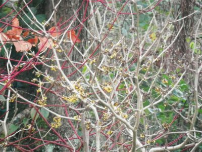 Witch hazel and cornus complement each other