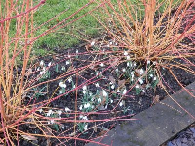 Lorna's snowdrops and cornus