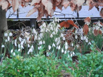 Lorna's snowdrops