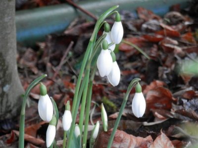 Lorna's snowdrops