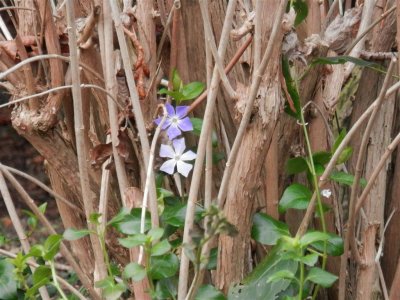 Hatherley Park - Vinca major