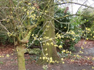 Hatherley Park - unidentified shrub