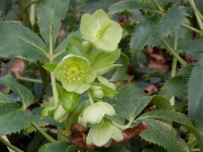 Hatherley Park - hellebores