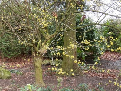 Hatherley Park - unidentified shrub