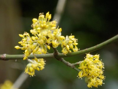 Hatherley Park - unidentified shrub