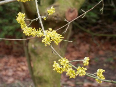 Hatherley Park - unidentified shrub