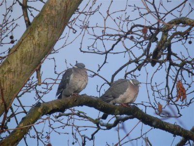 From my bedroom window