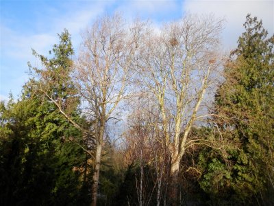 From my bedroom window