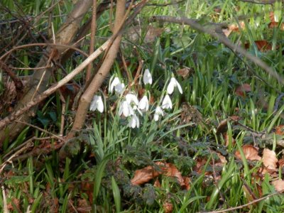 Near the ash