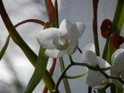Symbidium
