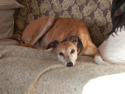 Princess Tess