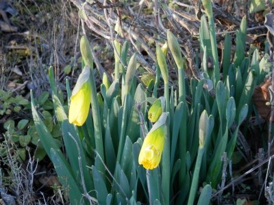 First daffs