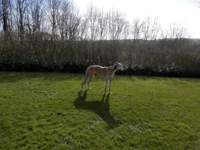 Standing dog