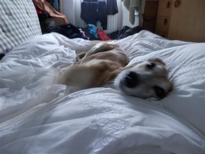 Tess the Deserter, swatting for my attention